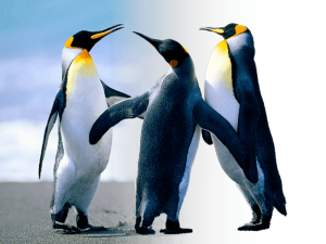 Pinguinos fondo transparente